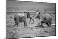 Photographic Print