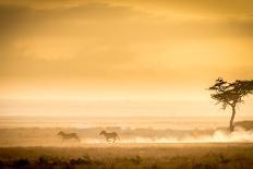 Serval Hunting-Jeffrey C. Sink-Photographic Print