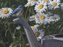 Bluebird Daisies-Jeffrey Hoff-Framed Photographic Print