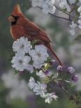 Bluebirds and Spring Blossoms-Jeffrey Hoff-Photographic Print
