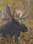 Moose Portrait-Jeffrey Hoff-Framed Photographic Print
