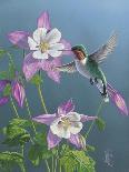 Summer Hummingbird-Jeffrey Hoff-Giclee Print