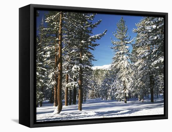 Jeffrey Pine Covered with Snow, Inyo National Forest, California, USA-Adam Jones-Framed Premier Image Canvas