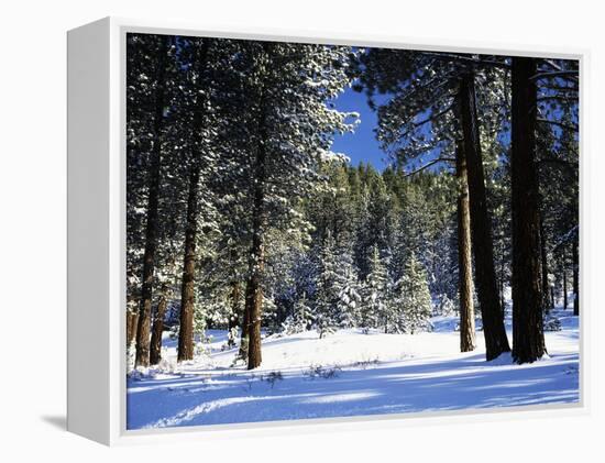 Jeffrey Pine Covered with Snow, Inyo National Forest, California, USA-Adam Jones-Framed Premier Image Canvas