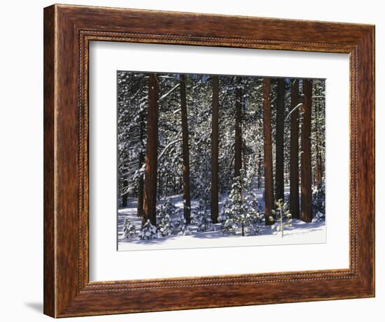 Jeffrey Pine Covered with Snow, Inyo National Forest, California, USA-Adam Jones-Framed Photographic Print