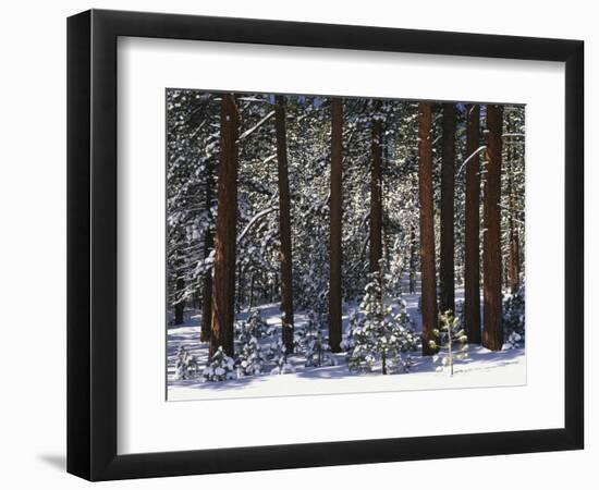 Jeffrey Pine Covered with Snow, Inyo National Forest, California, USA-Adam Jones-Framed Photographic Print