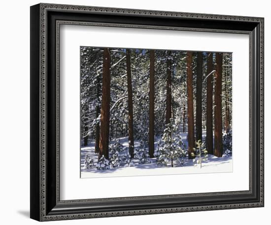 Jeffrey Pine Covered with Snow, Inyo National Forest, California, USA-Adam Jones-Framed Photographic Print