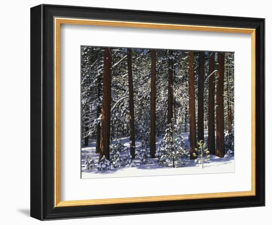 Jeffrey Pine Covered with Snow, Inyo National Forest, California, USA-Adam Jones-Framed Photographic Print