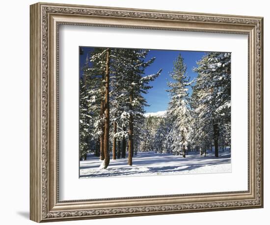 Jeffrey Pine Covered with Snow, Inyo National Forest, California, USA-Adam Jones-Framed Photographic Print