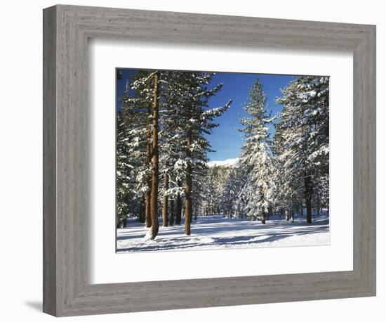 Jeffrey Pine Covered with Snow, Inyo National Forest, California, USA-Adam Jones-Framed Photographic Print