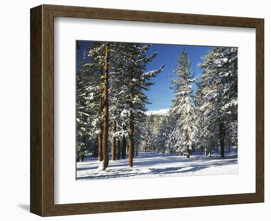 Jeffrey Pine Covered with Snow, Inyo National Forest, California, USA-Adam Jones-Framed Photographic Print