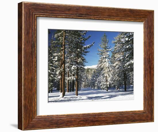 Jeffrey Pine Covered with Snow, Inyo National Forest, California, USA-Adam Jones-Framed Photographic Print