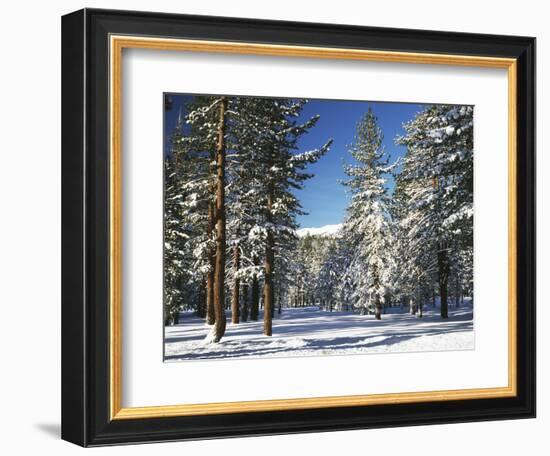 Jeffrey Pine Covered with Snow, Inyo National Forest, California, USA-Adam Jones-Framed Photographic Print