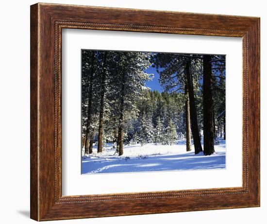 Jeffrey Pine Covered with Snow, Inyo National Forest, California, USA-Adam Jones-Framed Photographic Print