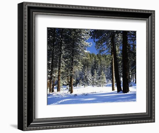 Jeffrey Pine Covered with Snow, Inyo National Forest, California, USA-Adam Jones-Framed Photographic Print