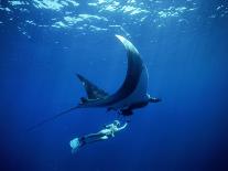 Diver Holds on to Giant Manta Ray, Mexico-Jeffrey Rotman-Photographic Print