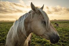 Profile of a Horse, Close-Up, with a Mini Horse in the Background-Jeffrey Schwartz-Mounted Photographic Print