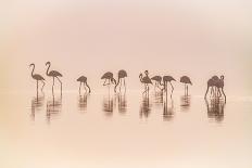 Flamingos in the Mist-Jeffrey Sink-Laminated Photographic Print