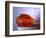 Jello Impact-Alan Sailer-Framed Photographic Print