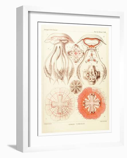 Jelly Fish, Artwork-Mehau Kulyk-Framed Photographic Print