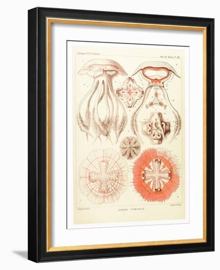 Jelly Fish, Artwork-Mehau Kulyk-Framed Photographic Print