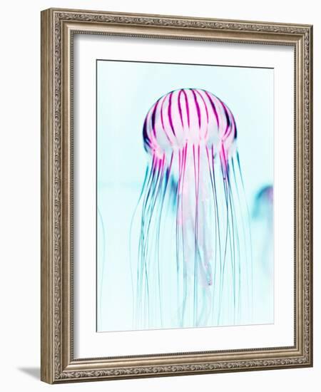 Jelly Fish-Tai Prints-Framed Photographic Print