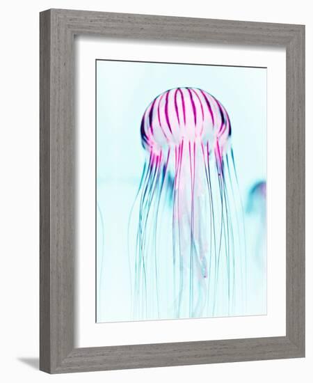 Jelly Fish-Tai Prints-Framed Photographic Print