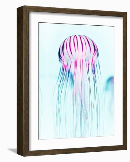 Jelly Fish-Tai Prints-Framed Photographic Print