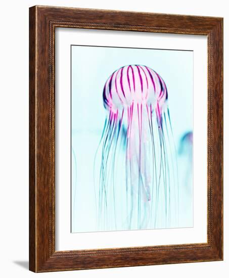 Jelly Fish-Tai Prints-Framed Photographic Print