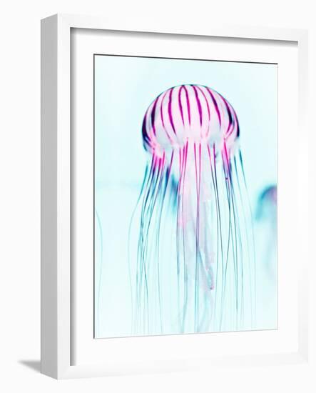 Jelly Fish-Tai Prints-Framed Photographic Print