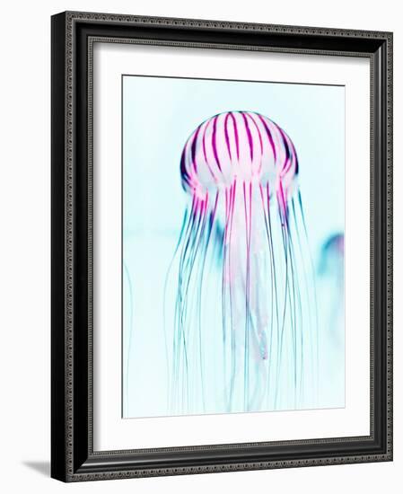 Jelly Fish-Tai Prints-Framed Photographic Print