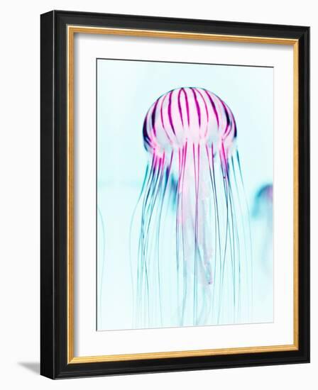 Jelly Fish-Tai Prints-Framed Photographic Print