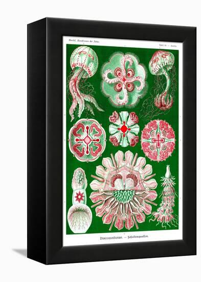 Jelly Fish-Ernst Haeckel-Framed Stretched Canvas