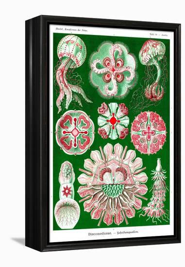 Jelly Fish-Ernst Haeckel-Framed Stretched Canvas