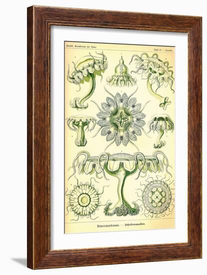 Jelly Fish-Ernst Haeckel-Framed Art Print