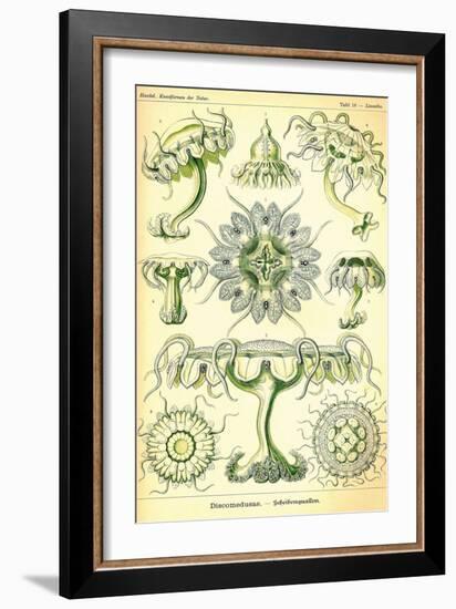 Jelly Fish-Ernst Haeckel-Framed Art Print