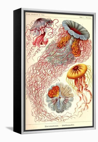 Jelly Fish-Ernst Haeckel-Framed Stretched Canvas