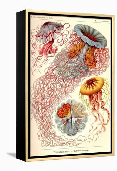 Jelly Fish-Ernst Haeckel-Framed Stretched Canvas