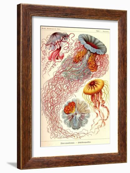 Jelly Fish-Ernst Haeckel-Framed Premium Giclee Print
