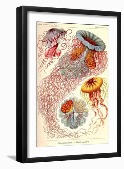 Jelly Fish-Ernst Haeckel-Framed Premium Giclee Print