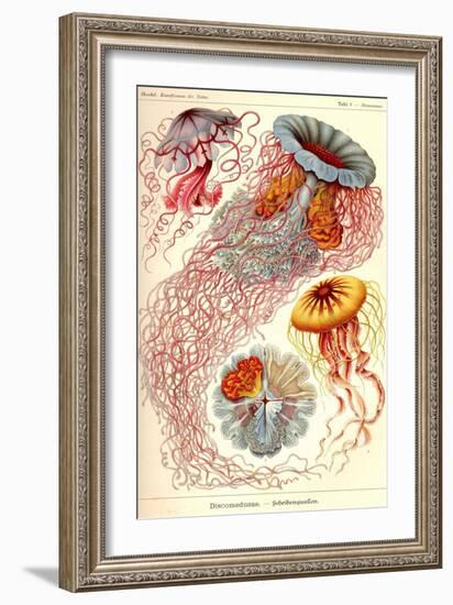 Jelly Fish-Ernst Haeckel-Framed Art Print
