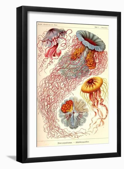 Jelly Fish-Ernst Haeckel-Framed Art Print