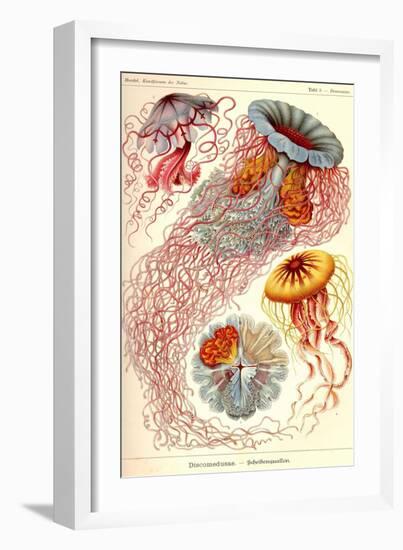 Jelly Fish-Ernst Haeckel-Framed Art Print