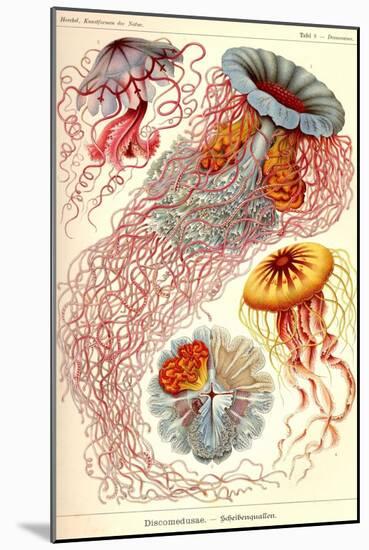 Jelly Fish-Ernst Haeckel-Mounted Art Print