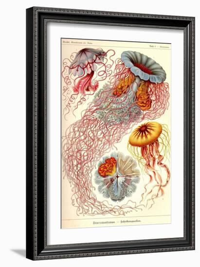 Jelly Fish-Ernst Haeckel-Framed Art Print