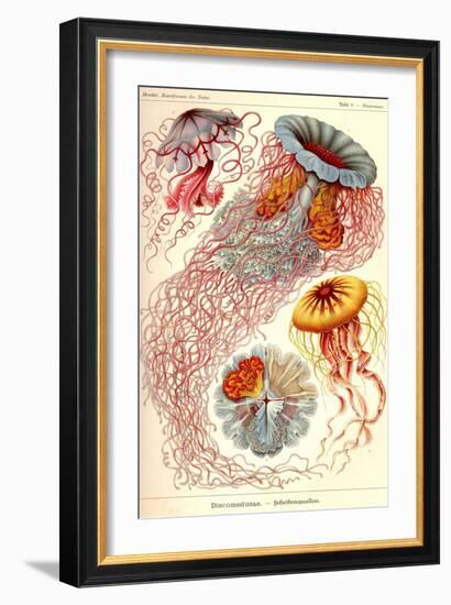 Jelly Fish-Ernst Haeckel-Framed Art Print