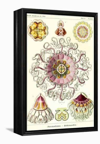 Jelly Fish-Ernst Haeckel-Framed Stretched Canvas