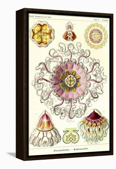 Jelly Fish-Ernst Haeckel-Framed Stretched Canvas