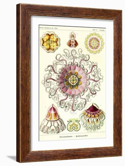 Jelly Fish-Ernst Haeckel-Framed Art Print