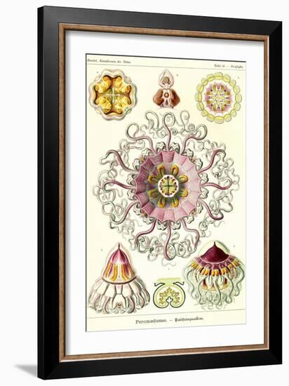 Jelly Fish-Ernst Haeckel-Framed Art Print